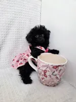 AKC Mercy, a female Poodle - Toy  for sale in Cornelia, GA – 1 of 10