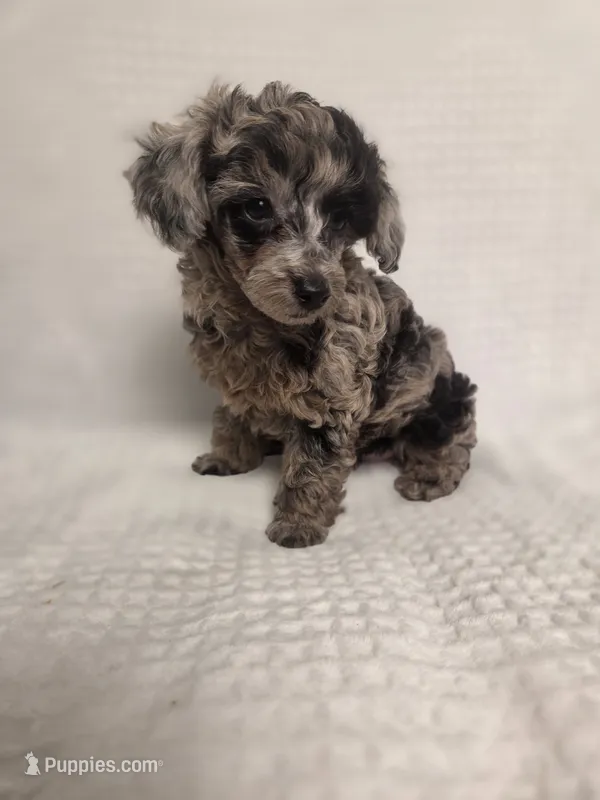 AKC Boaz – Poodle - Toy  puppy for sale in Habersham, GA