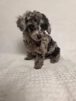 AKC Boaz, a male Poodle - Toy  for sale in Habersham, GA – 1 of 10