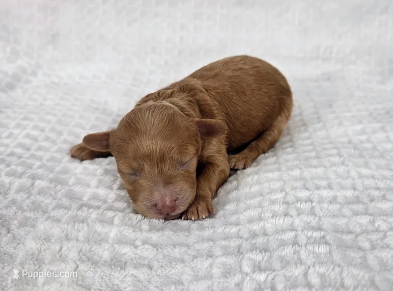 AKC Asher – Poodle - Toy  puppy for sale in Habersham, GA