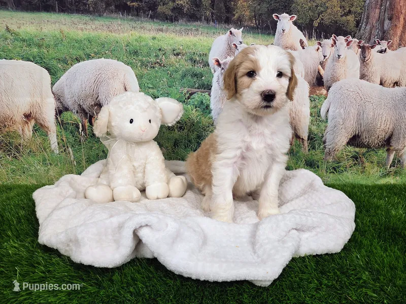 Mopple – Sheepadoodle puppy for sale in Cornelia, GA