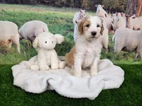 Mopple, a male Sheepadoodle for sale in Cornelia, GA – 1 of 8