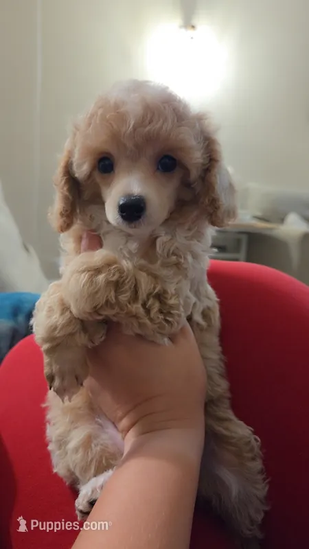 AKC Sage – Poodle - Toy  puppy for sale in Habersham, GA