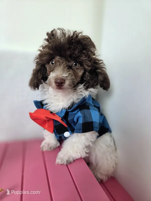 Ollie – Poodle - Toy  puppy for sale in Habersham, GA