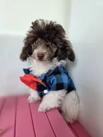 Ollie, a male Poodle - Toy  for sale in Cornelia, GA – 2 of 10