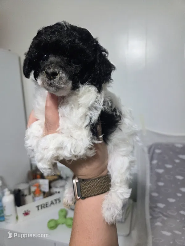 Lulu – Poodle - Toy  puppy for sale in Habersham, GA