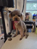 Ava, a female Poodle - Toy  for sale in Habersham, GA – 3 of 7
