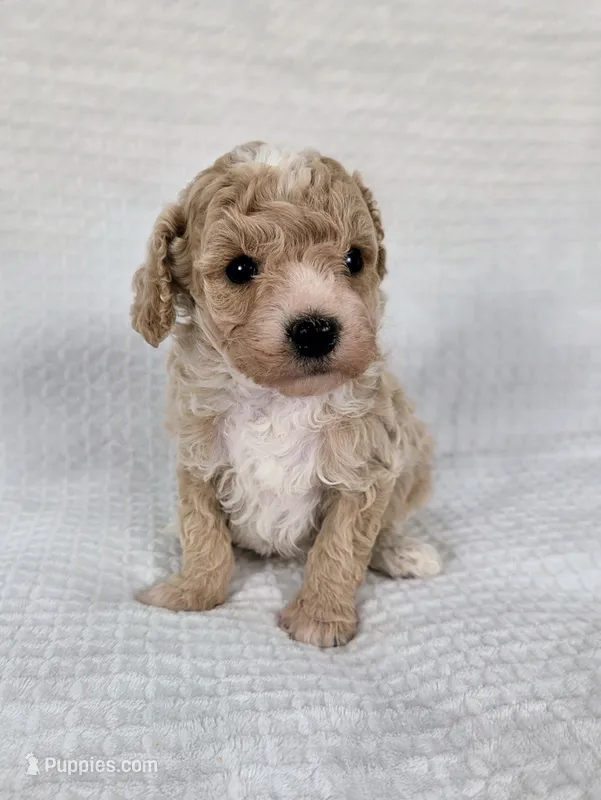 AKC Sage – Poodle - Toy  puppy for sale in Habersham, GA