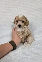 AKC Sage, a male Poodle - Toy  for sale in Habersham, GA – 3 of 9