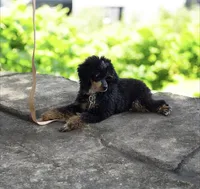 Gideon, a male Poodle - Miniature  for sale in Habersham, GA – 5 of 7