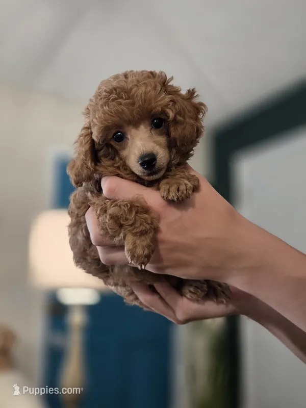 AKC Penny – Poodle - Toy  puppy for sale in Habersham, GA