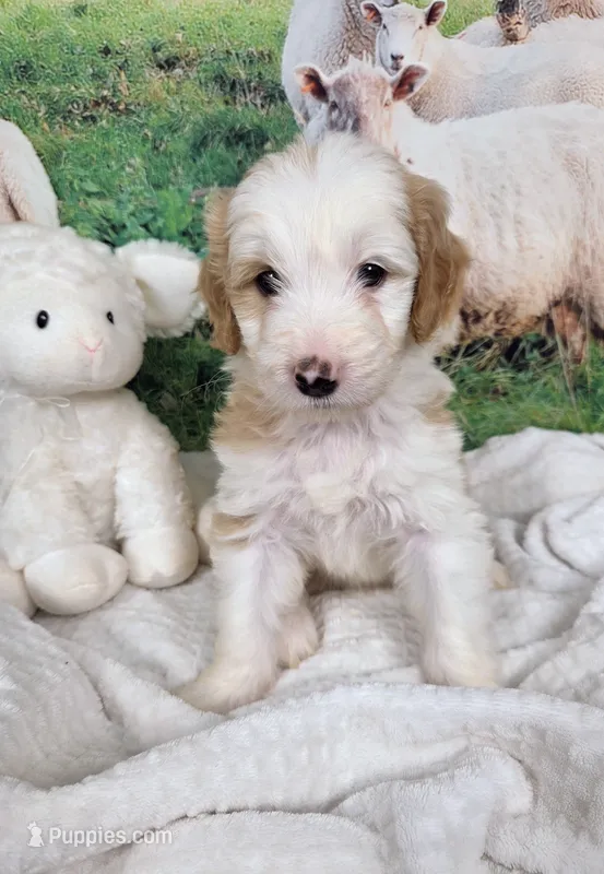Wool-Eyes – Sheepadoodle puppy for sale in Cornelia, GA