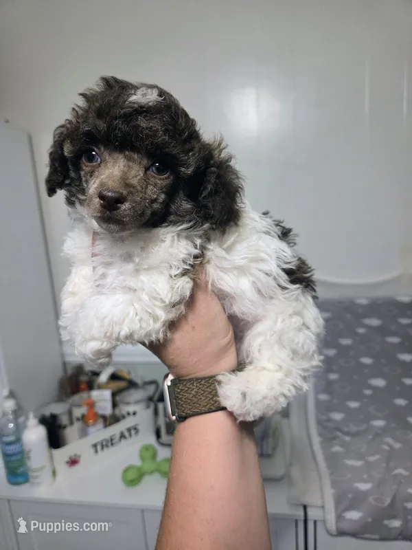 Ollie – Poodle - Toy  puppy for sale in Habersham, GA