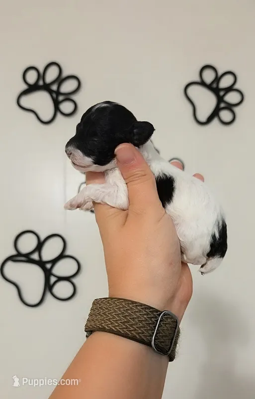 Lulu – Poodle - Toy  puppy for sale in Habersham, GA