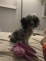 Zeke, a male Poodle - Toy  for sale in Habersham, GA – 3 of 8