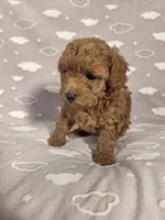 AKC Penny, a female Poodle - Toy  for sale in Habersham, GA – 9 of 10