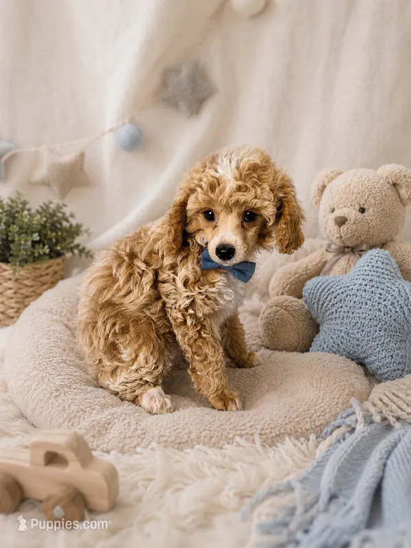 AKC Sage – Poodle - Toy  puppy for sale in Habersham, GA