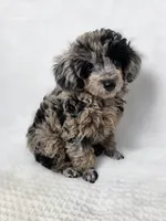 AKC Boaz, a male Poodle - Toy  for sale in Habersham, GA – 6 of 6