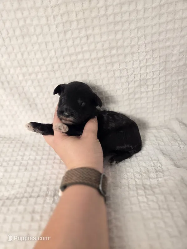 Reggie – Sheepadoodle puppy for sale in Cornelia, GA