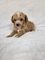 AKC Tiny Cedar, a male Poodle - Toy  for sale in Habersham, GA – 3 of 8