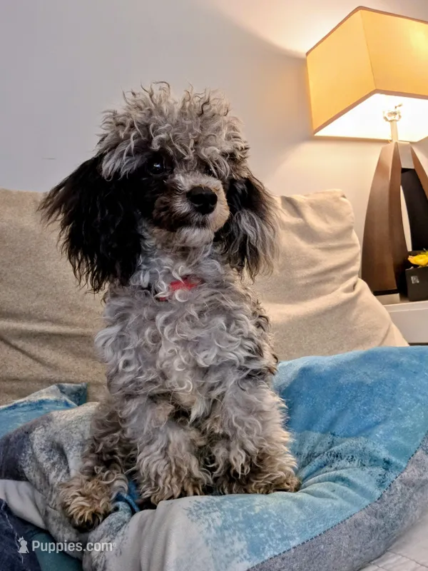 AKC Zeke 5lbs – Poodle - Toy  puppy for sale in Habersham, GA