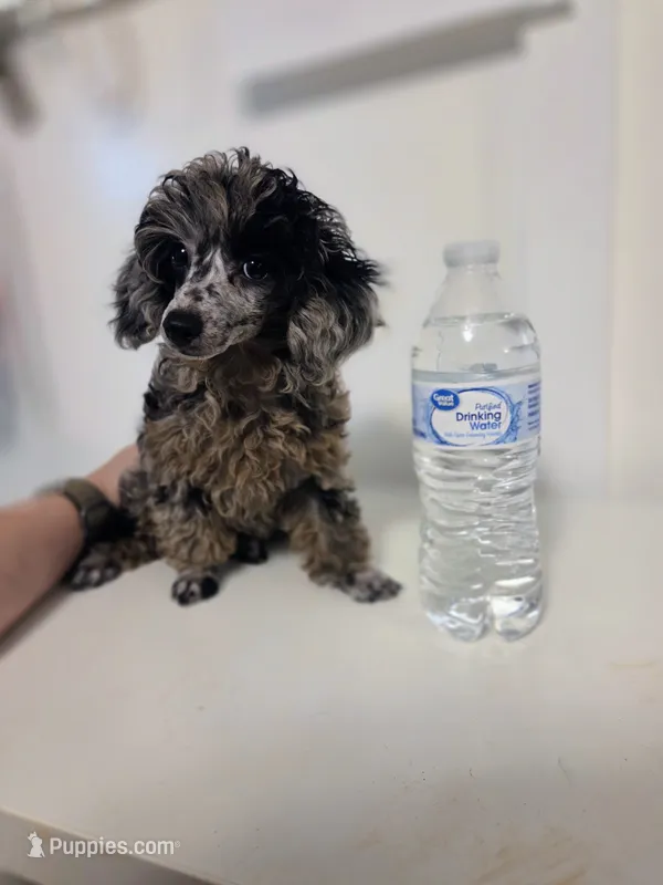 AKC Boaz – Poodle - Toy  puppy for sale in Habersham, GA