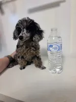 AKC Boaz, a male Poodle - Toy  for sale in Cornelia, GA – 1 of 9