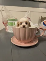 AKC teacup Tinkerbell , a female Poodle - Toy  for sale in Habersham, GA – 6 of 7