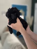 AKC Mercy, a female Poodle - Toy  for sale in Cornelia, GA – 8 of 10