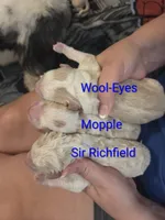 Wool-Eyes, a male Sheepadoodle for sale in Cornelia, GA – 2 of 3