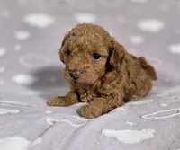 AKC Asher, a male Poodle - Toy  for sale in Habersham, GA – 9 of 10