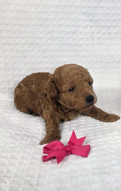 AKC Penny – Poodle - Toy  puppy for sale in Habersham, GA