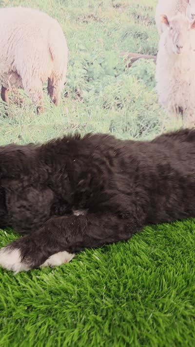 Ronnie, a male Sheepadoodle for sale in Cornelia, GA – 8 of 8