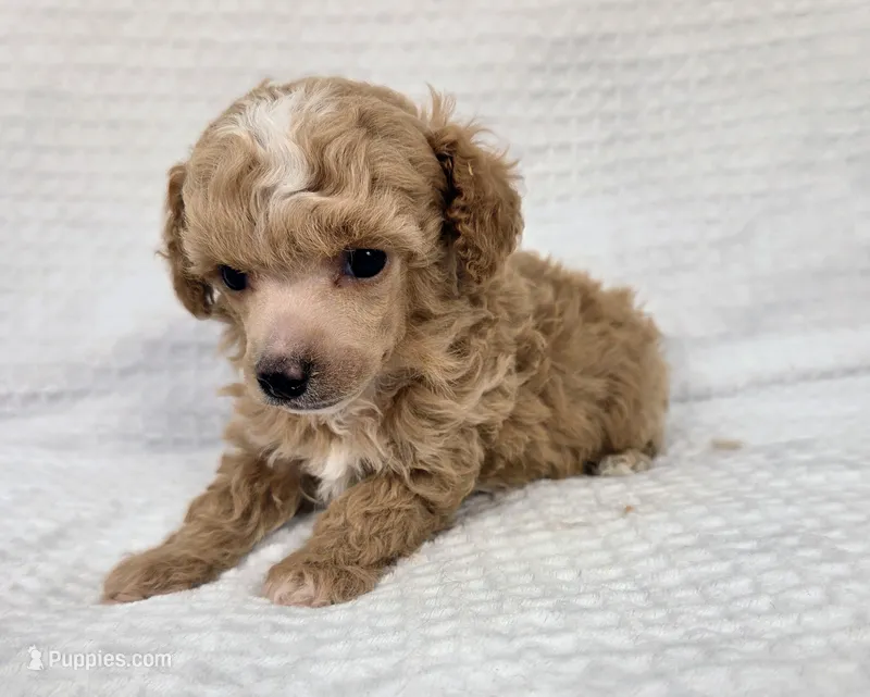 AKC Cedar – Poodle - Toy  puppy for sale in Habersham, GA