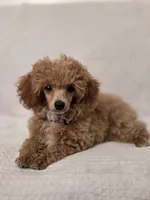 Sophie , a female Poodle - Toy  for sale in Habersham, GA – 8 of 8