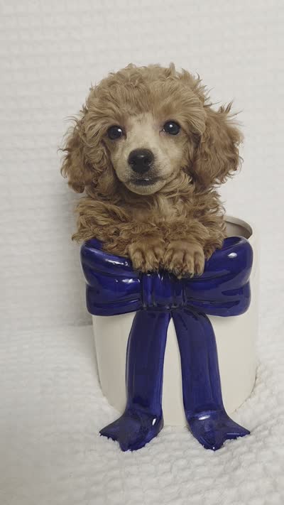 AKC Penny, a female Poodle - Toy  for sale in Habersham, GA – 7 of 10