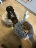 Gideon, a male Poodle - Miniature  for sale in Habersham, GA – 2 of 7