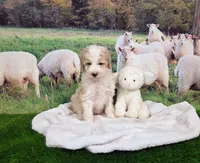 Sir Richfield , a male Sheepadoodle for sale in Cornelia, GA – 8 of 10