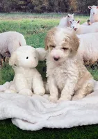 Sir Richfield , a male Sheepadoodle for sale in Cornelia, GA – 6 of 10