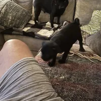 Sweetie Girl, a female Pug for sale in Kansas City, KS – Photo 5 of 10