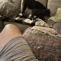 Sweetie Girl, a female Pug for sale in Kansas City, KS – Photo 4 of 10