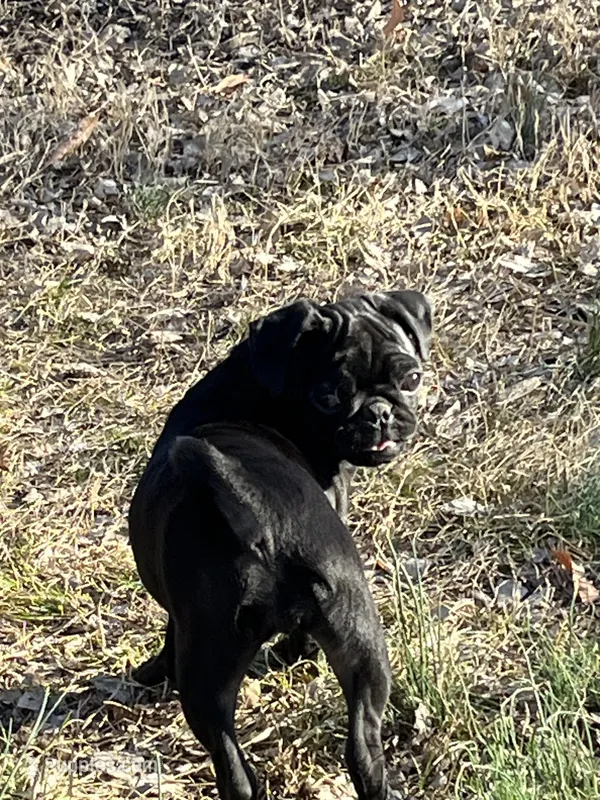 Sweetie Girl, a female Pug for sale in Kansas City, KS – Photo 1 of 10