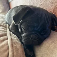 Sweetie Girl, a female Pug for sale in Kansas City, KS – Photo 2 of 10