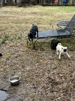 Sweetie Girl, a female Pug for sale in Kansas City, KS – Photo 10 of 10