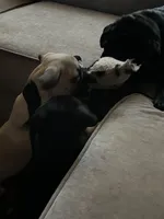 Sweetie Girl, a female Pug for sale in Kansas City, KS – Photo 6 of 10