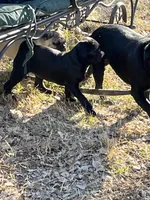 Sweetie Girl, a female Pug for sale in Kansas City, KS – Photo 8 of 10