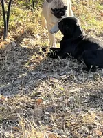 Sweetie Girl, a female Pug for sale in Kansas City, KS – Photo 9 of 10