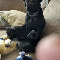 Sweetie Girl, a female Pug for sale in Kansas City, KS – Photo 3 of 10