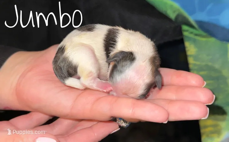 Jumbo – Shih Tzu puppy for sale in Rialto, CA