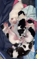 Jinx, a female Shih Tzu for sale in Rialto, CA – 4 of 4